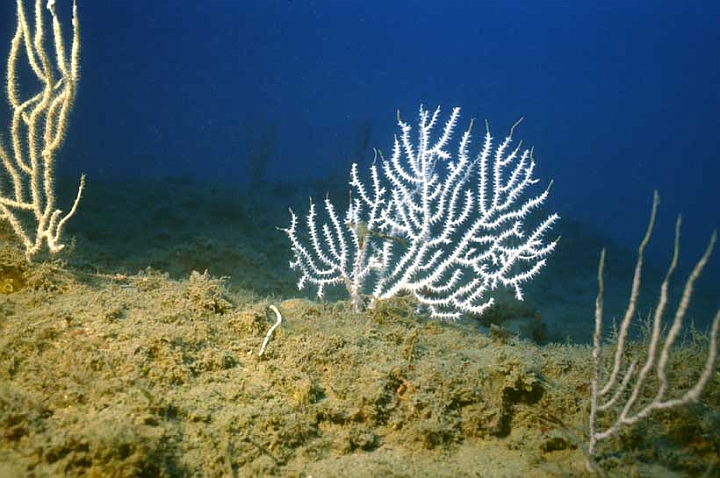 24 Eunicella verrucosa.jpg - ...con i caratteristici "rami" tronchi.
